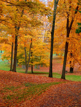The beauty of autumn while walking on the golf course on a rainy October afternoon.  Orange and...
