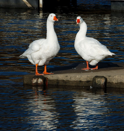White Geese - two geese standing on the boat ramp at the lake.の写真素材
