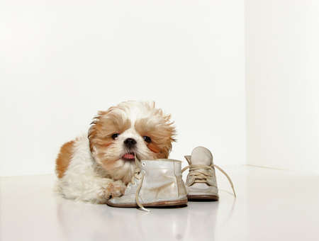 Naughty Puppy - A cute Shih Tzu puppy chewing on the shoelaces of a pair of vintage  shoes.の写真素材