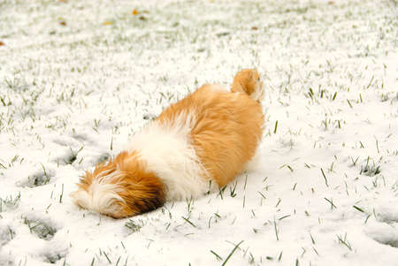 A cute 4 month old Shih Tzu puppy has her face buried in the snow.の写真素材