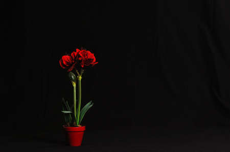 Amaryllis in Bloom - Beautiful Amaryllis plant with red flowers on a black draped cloth backdrop.の写真素材