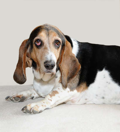 Portrait of a beagle dog with droopy ears and droopy eyes, lying on the floor.の写真素材