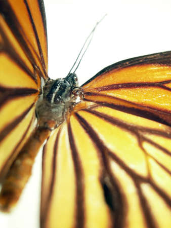 Pretty butterfly (Monarch) over a white backgroundの写真素材