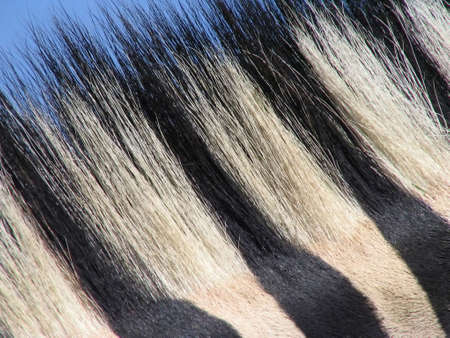 Black and white zebra skin fur textureの写真素材