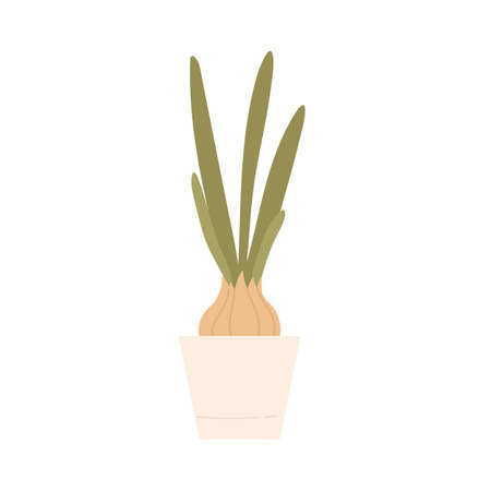 Growing onion in pot. Home gardening. Vector illustration in cartoon style. Isolated on white background.のイラスト素材