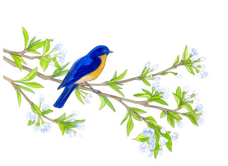 Bird on willow tree. Hand drawn illustrationsの写真素材