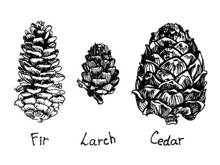 Pine cone set. Botanical hand drawn illustrationのイラスト素材