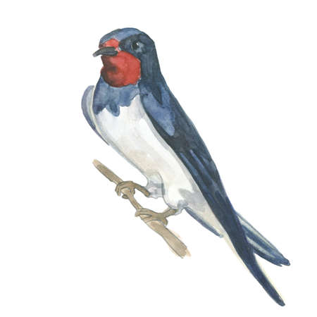 Watercolor bird. Hand painted illustrationの写真素材