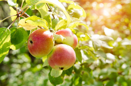 Delicious apples hanging on a tree. Fruit apple background. Selective focusの写真素材