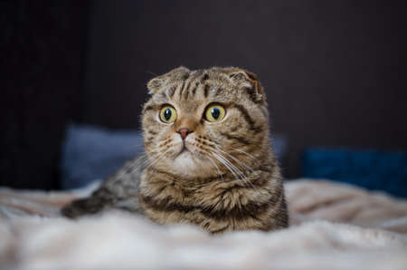 Scottish Fold - tabby cat, close up portraitの写真素材