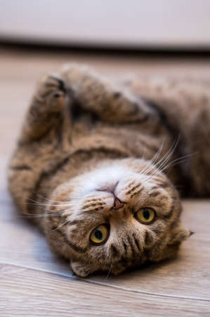 Lovable scottish fold cat cat lies on the wooden floor. Portrait of a very funny fluffy catの写真素材