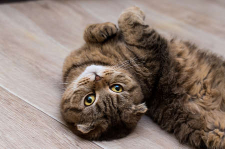 Lovable scottish fold cat cat lies on the wooden floor. Portrait of a very funny fluffy catの写真素材
