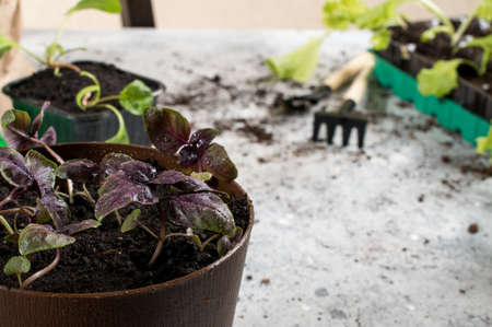Gardening, planting at home. Little basil, salad and garden tools