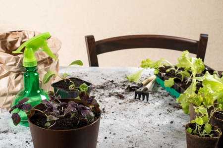 Growing gardening hobby. Special plastic and peat pots for growing herbs, spray bottle and garden...