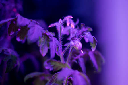Tomato plants growing under LED hydroponic lights. Tiny little green tomatoの写真素材