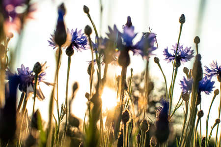 Beautiful meadow wild flowers in field on sunset background. Beautiful blue Centaureaの写真素材