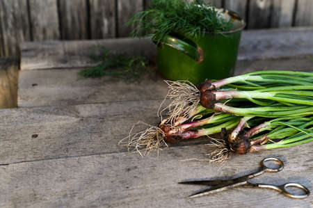 Fresh organic harvested vegetables. Rustic setting. Selective focus