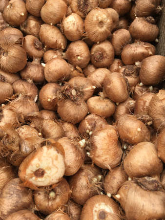 Background of brown crocus spring bulbs Background of brown crocus spring bulbs