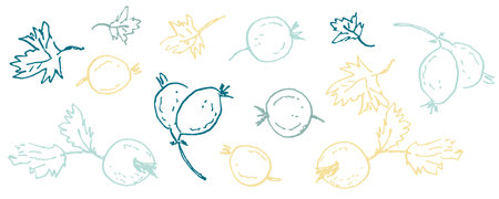 Hand drawn cup pattern with gooseberry berries. summer mug print. Doodle vector illustration.のイラスト素材