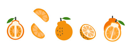 Jeju hallabong orange singapore korea fruits vector set. Perfect art for stickers, poster, label, sale, card. Hand drawn illustration for decor and design.のイラスト素材