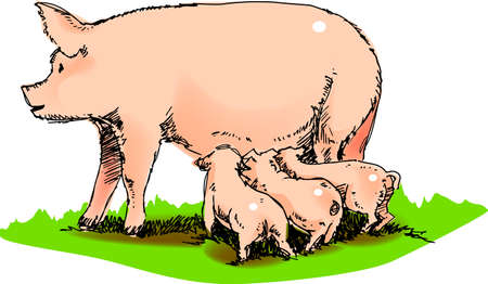 illustration, vector for a mother pig and  pig, farm animals.のイラスト素材