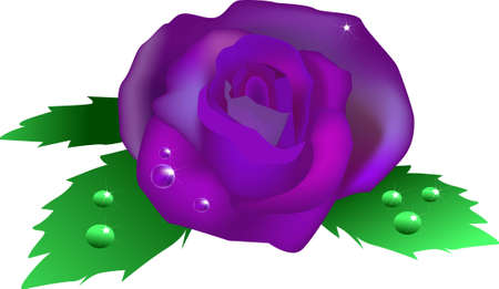 vector illustration for a violet rose with water drops on top.のイラスト素材