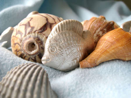 a view of variety shell