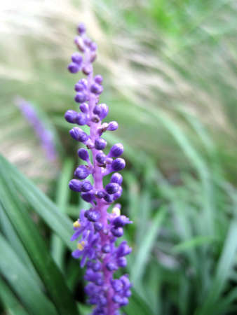 close up for lavender in a bushの写真素材