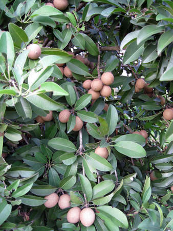 a shoot for tropical fruit  ciku treeの写真素材