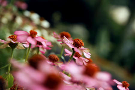 Camomilesの写真素材