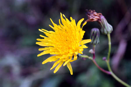 Dandelion