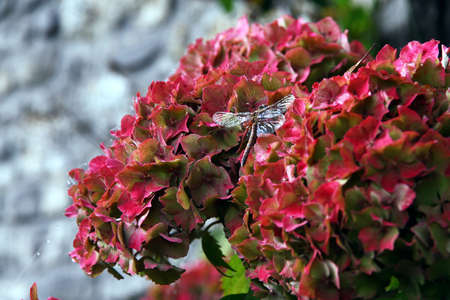 Dragonfly resting on the bushの写真素材
