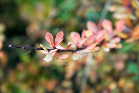 A closeup of barberry bush branchの写真素材