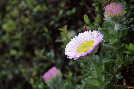 Flower with water drops after rainの写真素材