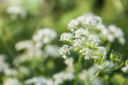Tiny white flowers in the fieldの写真素材