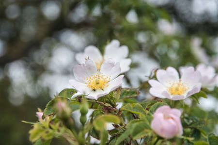 gentle pink flowersの写真素材