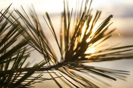 Needles Against the Sunsetの写真素材