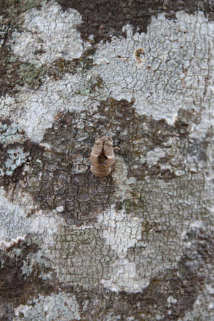 Brown bug