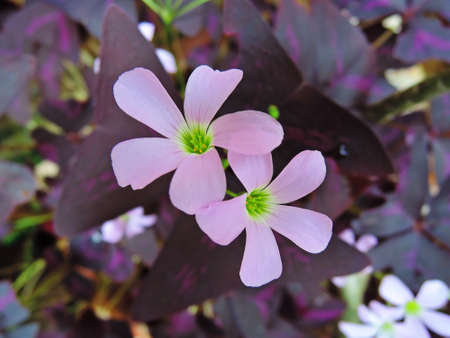 Oxalis Triangularisの素材