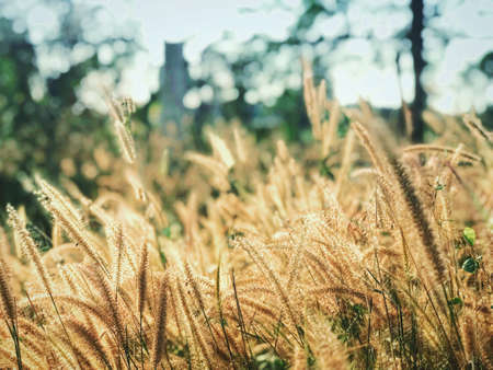 Grass flowers with sunsetの素材