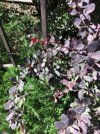 Pretty plants and a fenceの写真素材
