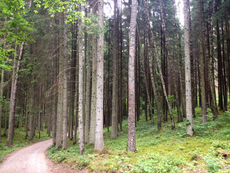 forest roadの写真素材