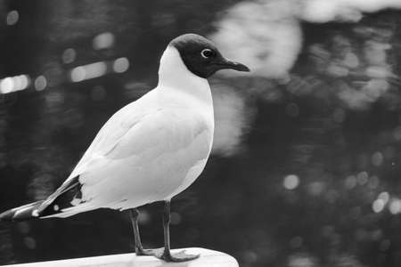 Seagull background.の写真素材