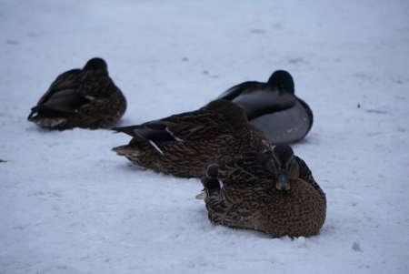 ducks in a city parkの写真素材