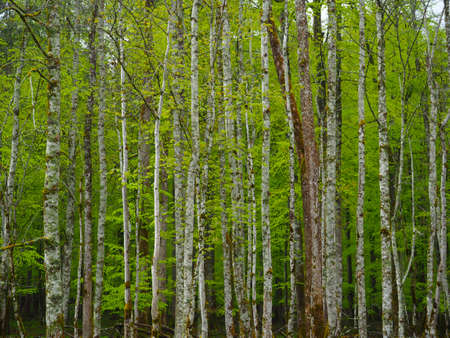 Birch forest in spring