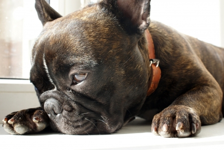 French Bulldog             の写真素材