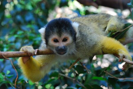 Monkey in tree