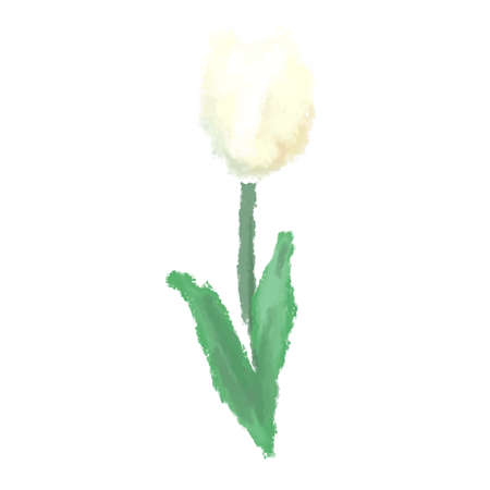 It is an illustration of a gorgeous tulip drawn in the watercolor style.のイラスト素材
