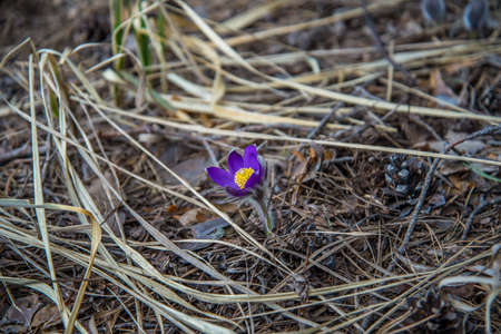 Far east lotus flowerの写真素材