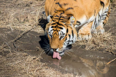 The Amur tiger is drinkingの写真素材